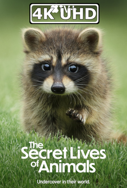 The Secret Lives of Animals - HEVC/MKV 4K Ultra HD Trailer